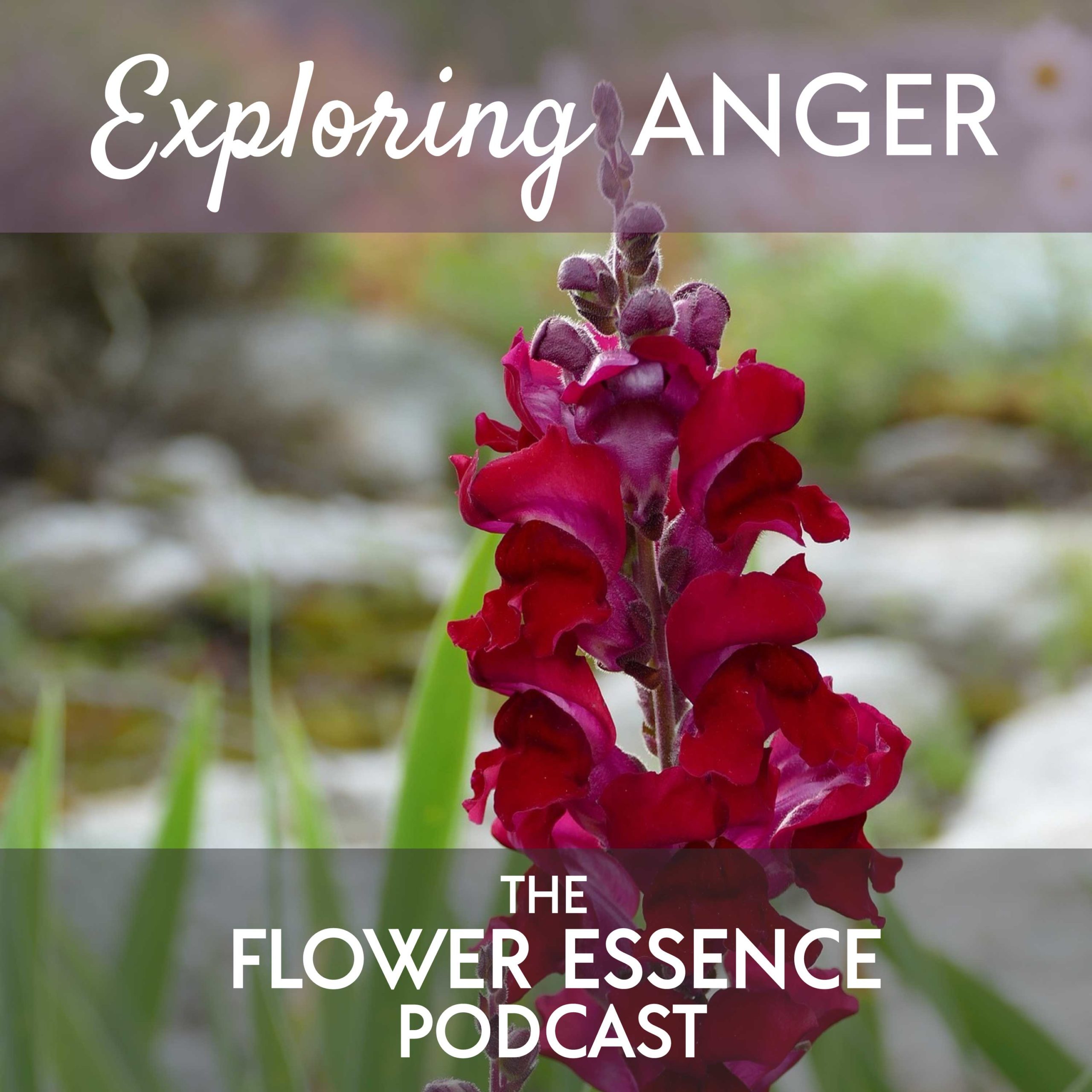 Fep21 Exploring Anger The Flower Essence Podcast