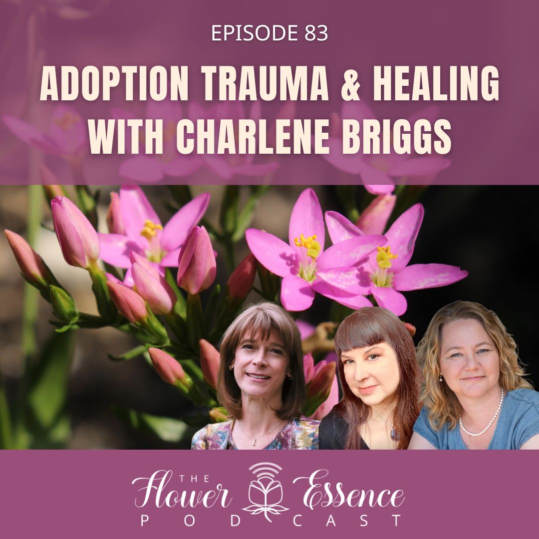 centaury flower with Charlene Briggs, Rochana Felde, and Kathleen Aspenns